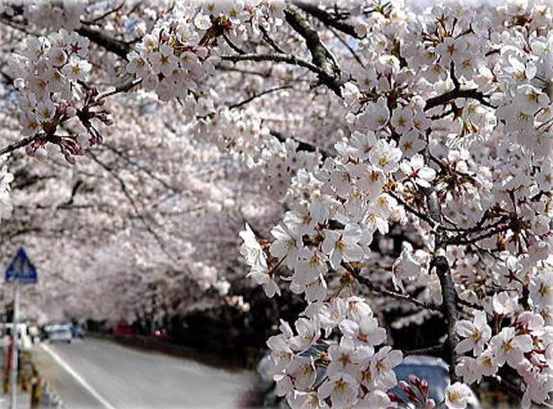 富岡町内の２千本余りの吉野桜