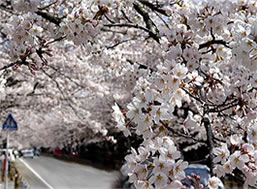 富岡町　夜の森の桜